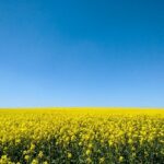 Bild zeigt ein gelbes Rapsfeld und einen blauen Himmel, was die Farben der ukrainischen Flagge symbolisieren soll.