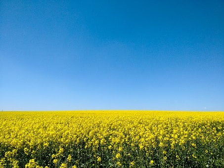 Bild zeigt ein gelbes Rapsfeld und einen blauen Himmel, was die Farben der ukrainischen Flagge symbolisieren soll.